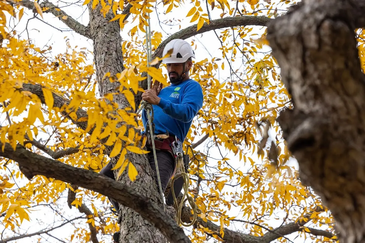 Skilled Tree Planting crew working in Shaw Afb